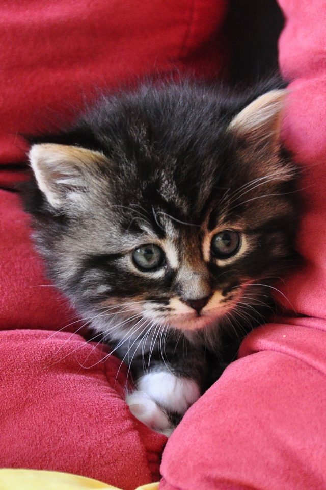 Котенок в подушках обои