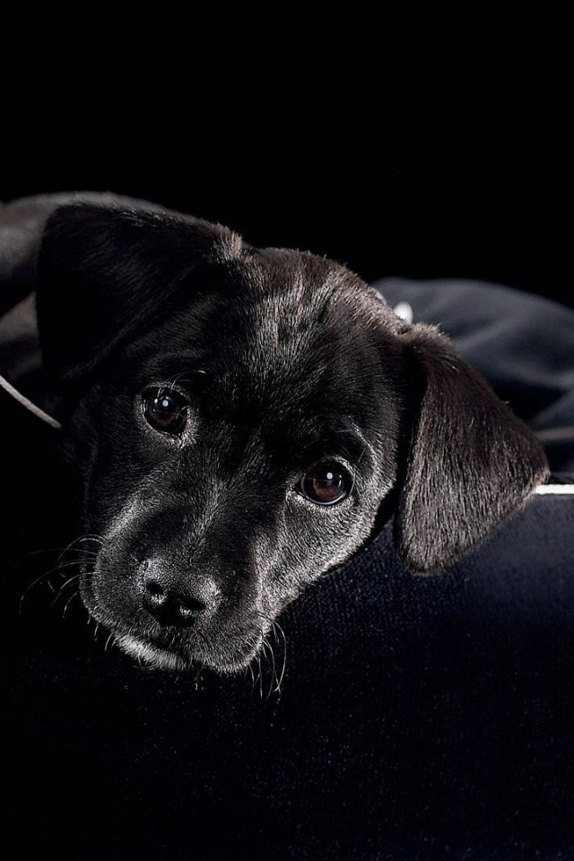 Собачка в сумке обои