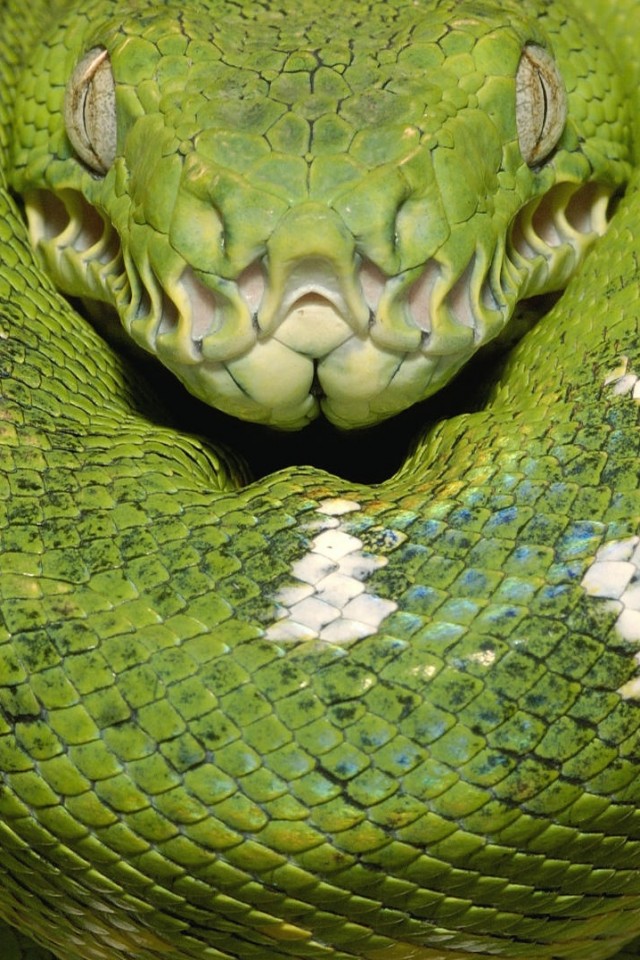 Зеленая змея обои