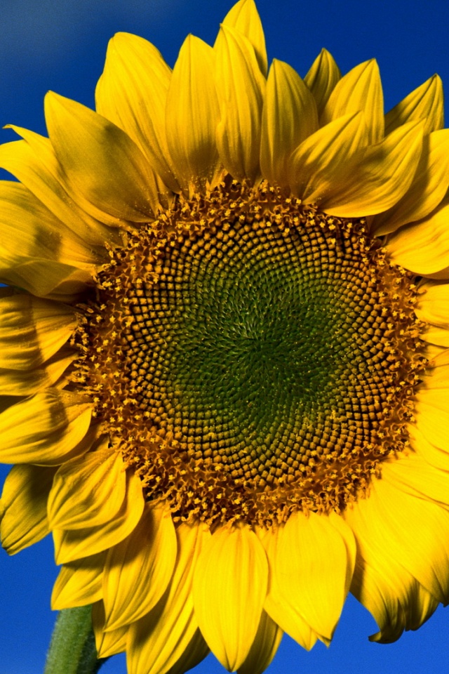 Солнечный цветок обои