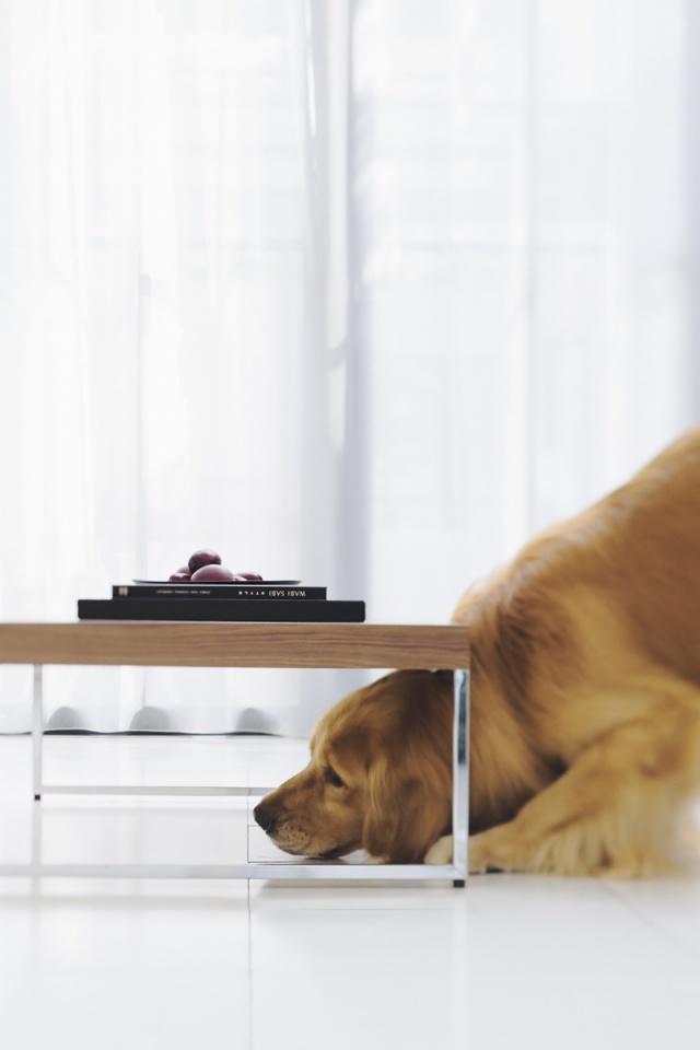 Большая собака под маленький столик обои