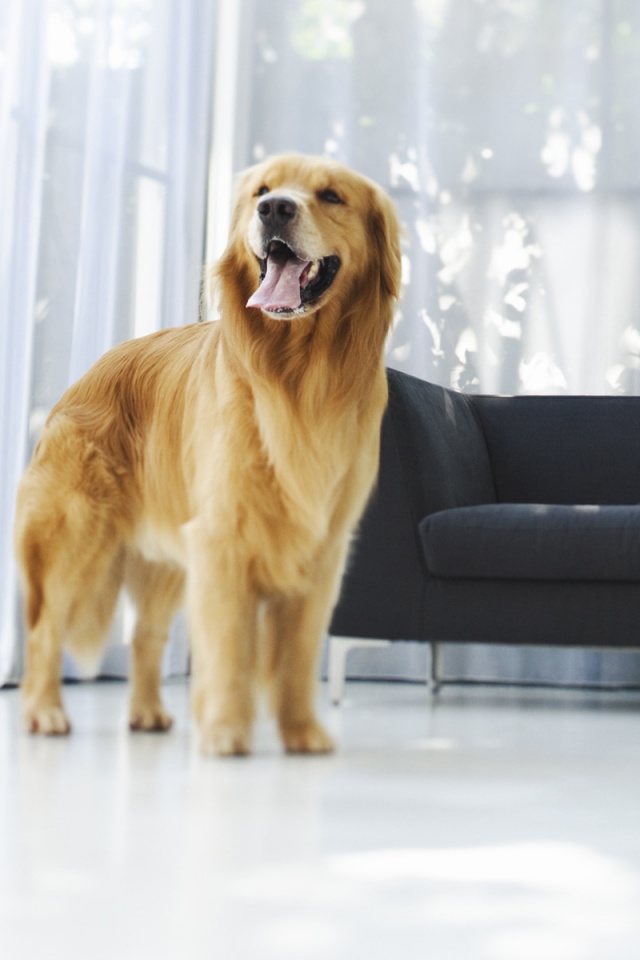 Собачка обои