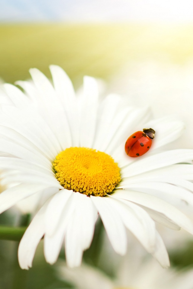 Божья коровка обои