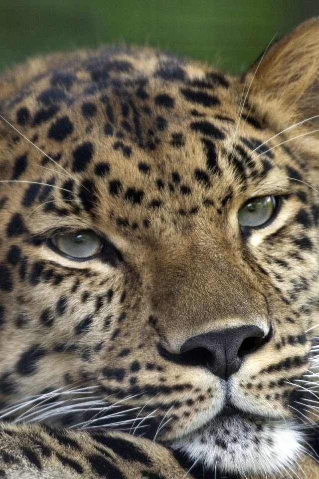 Злопасный ягуляр обои