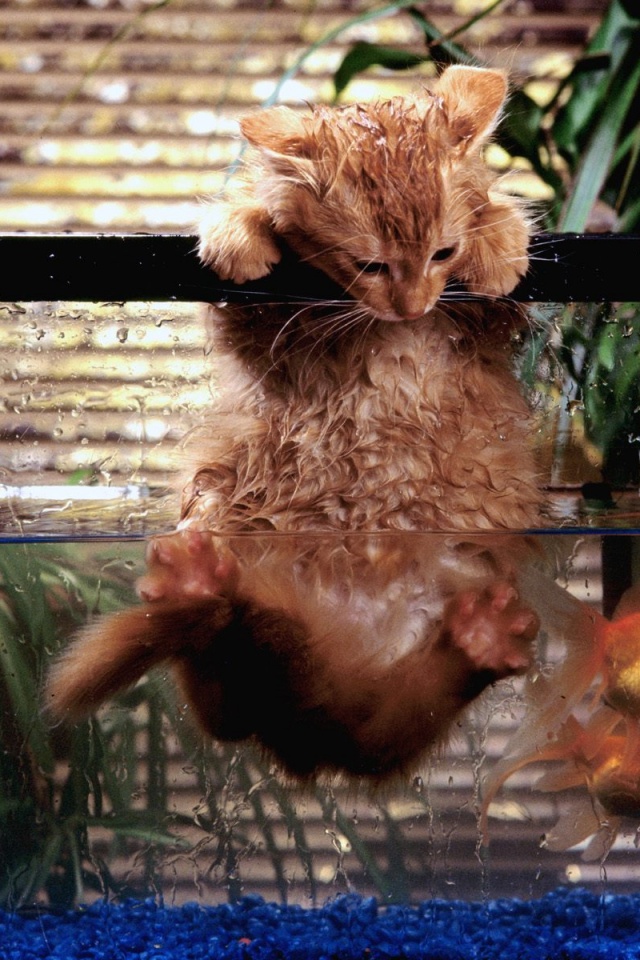 Мокрая киска обои