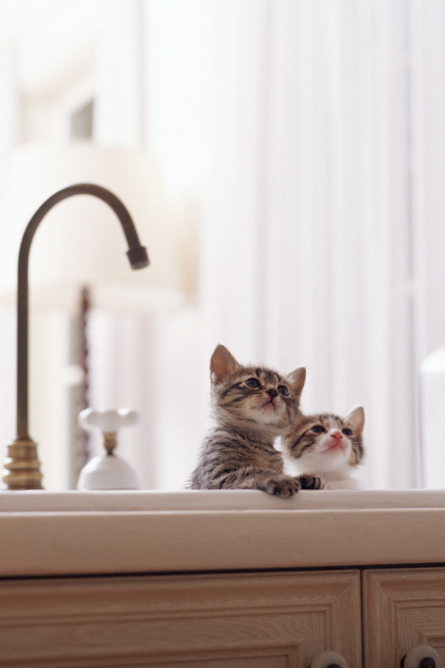 Два котенка обои