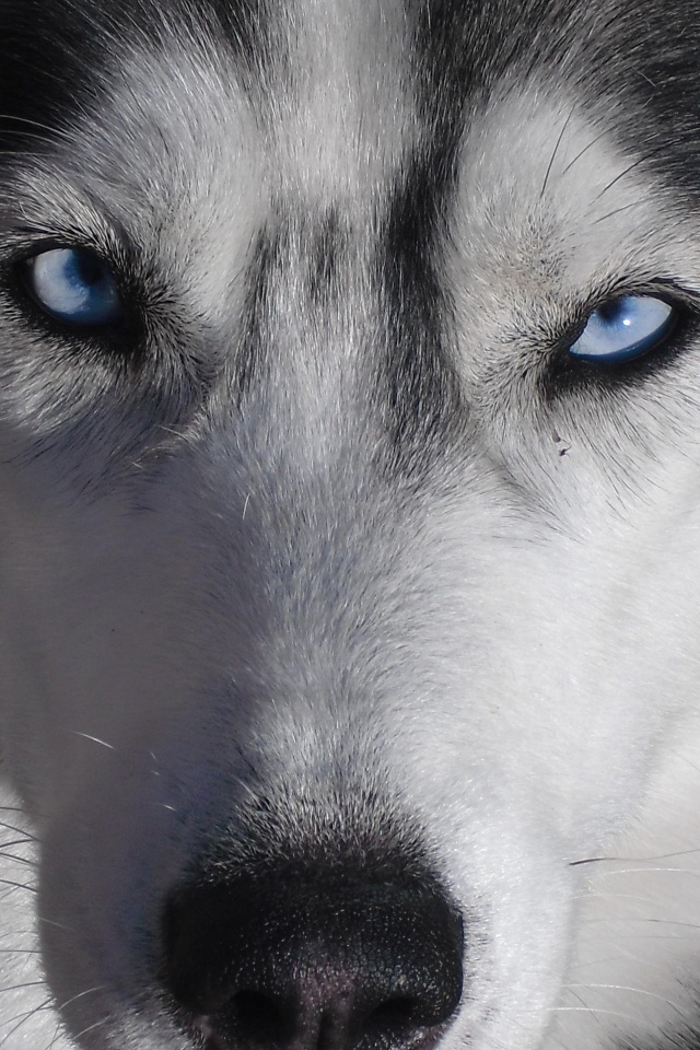 Собака с голубыми глазами обои