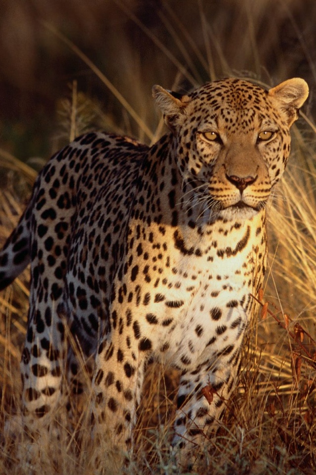Леопард на охоте обои
