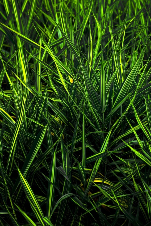 Дикая трава обои