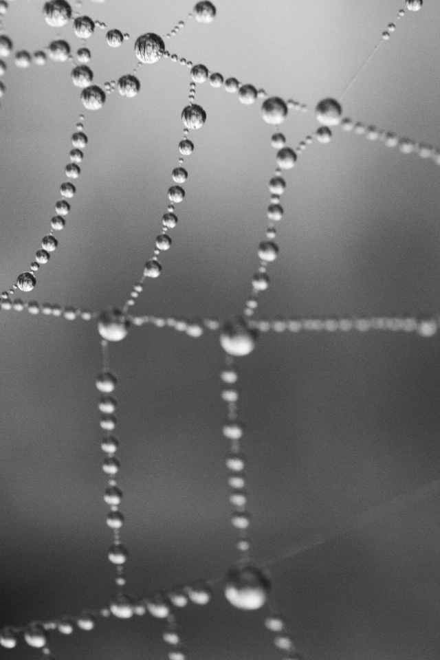 Капли на паутине обои