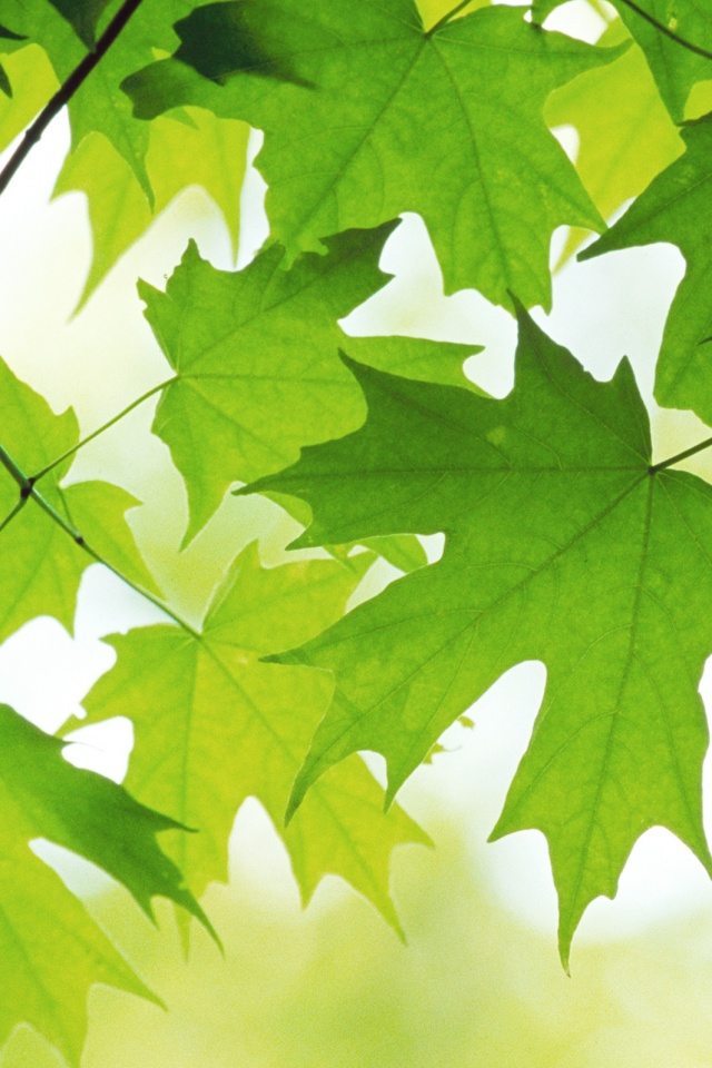 Кленовые листья обои