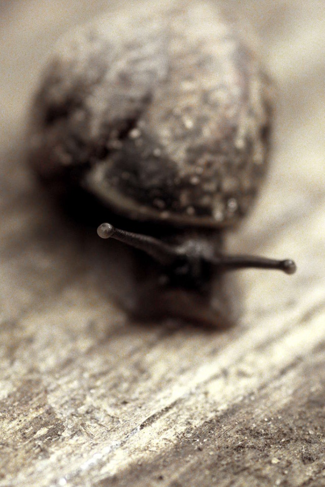 Улитка на ветке обои