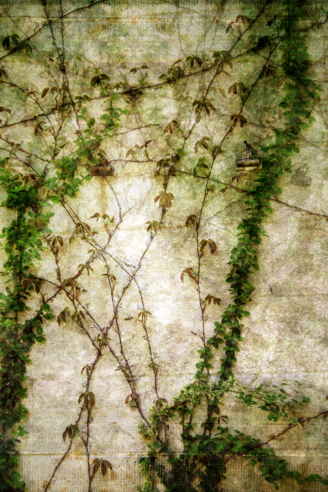 Растение на стене обои