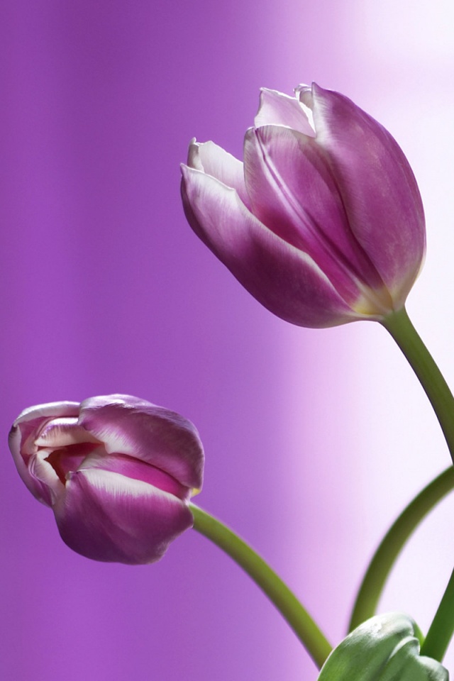 Сиреневые цветы обои