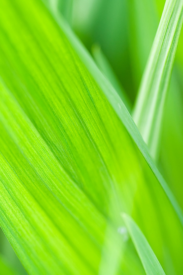 Идеальный кусочек зелени обои