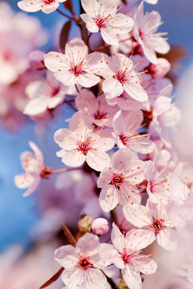 Цветение вишни обои