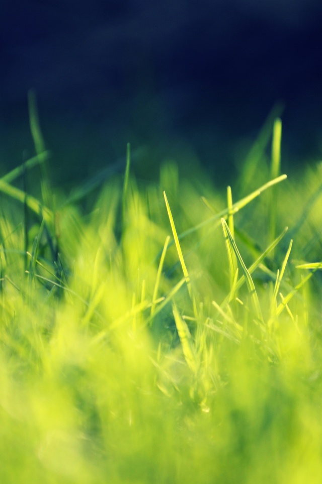 Играя солнечным светом обои