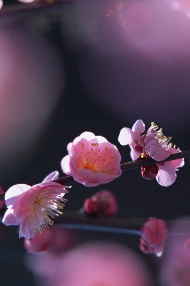 Цветущая вишня обои