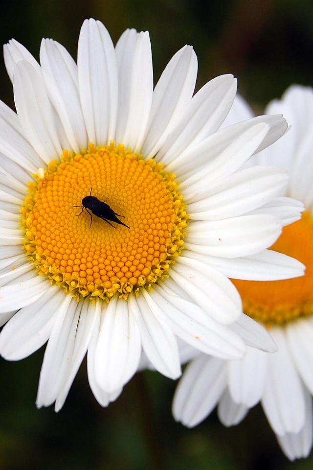 Ромашки обои