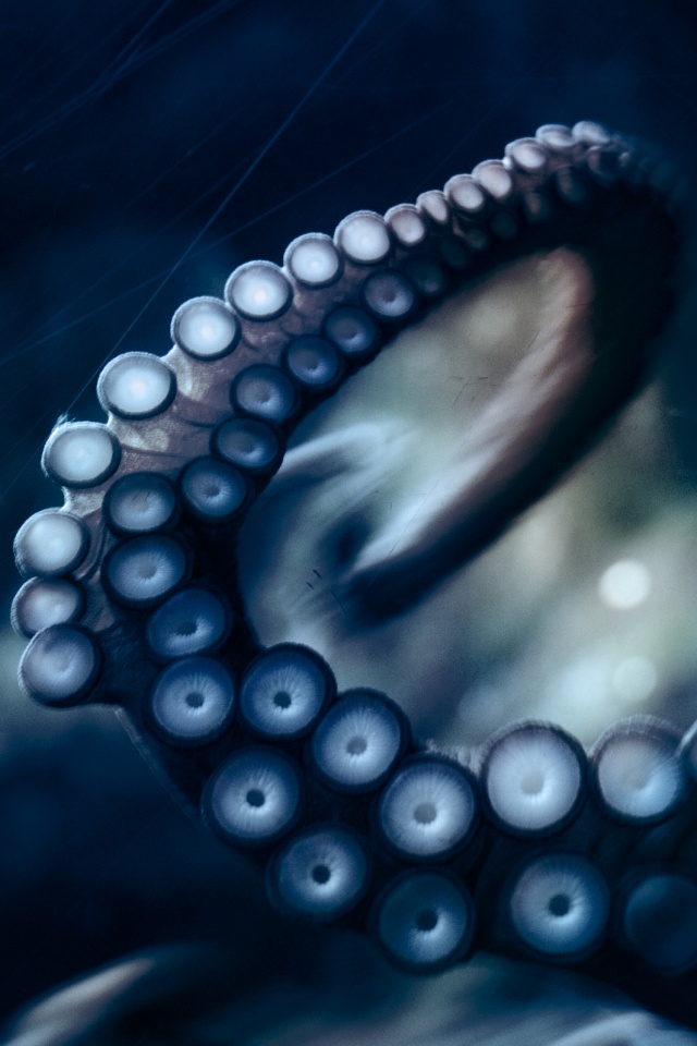 Щупальце обои