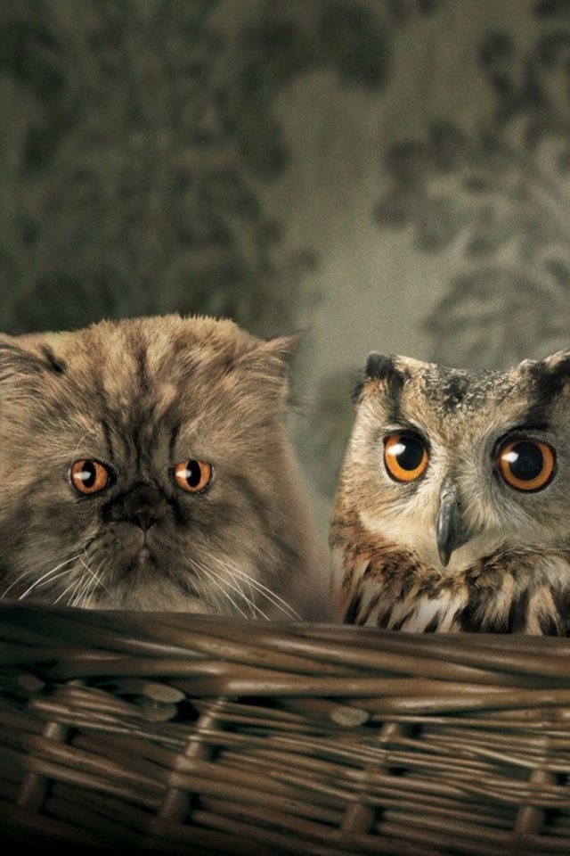 Чужой среди своих обои