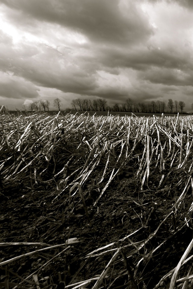 Убранное поле обои