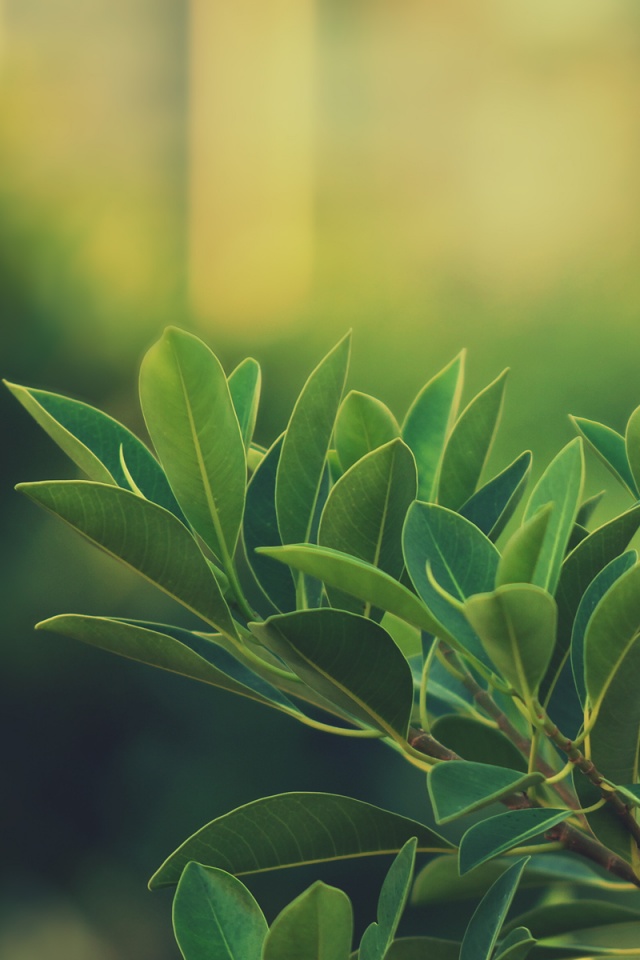 Листья обои