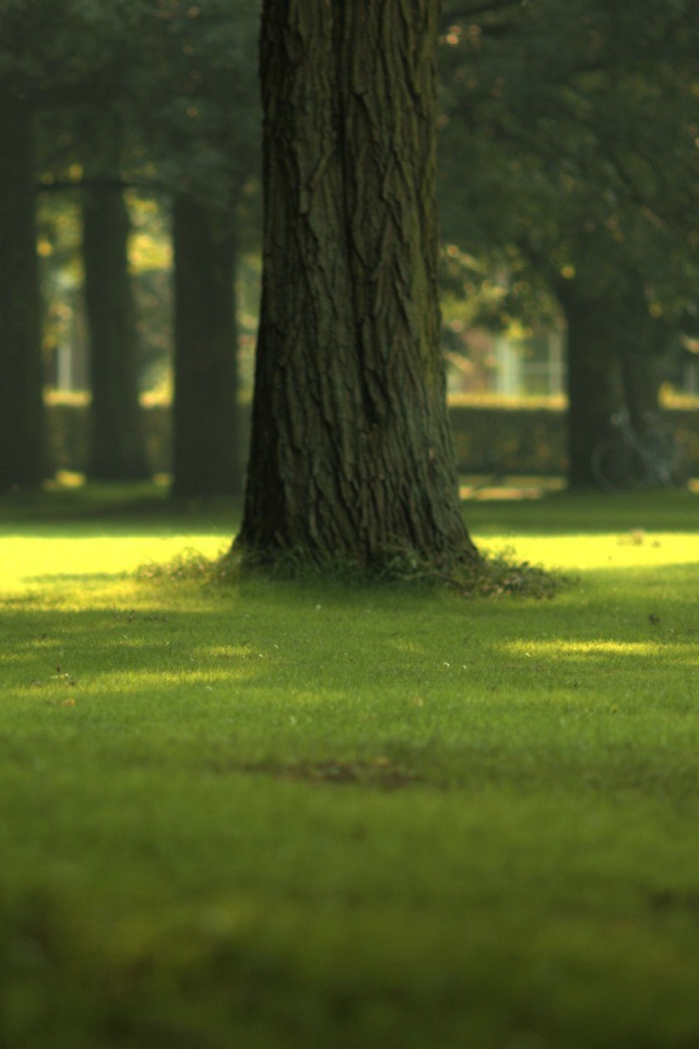 Ствол дерева обои