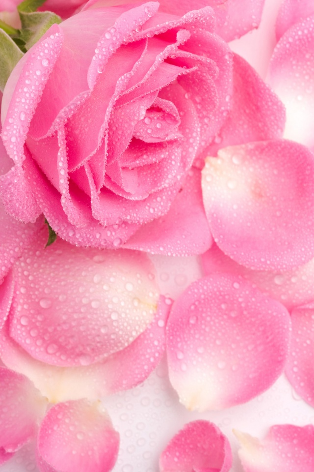 Розовые лепестки  обои