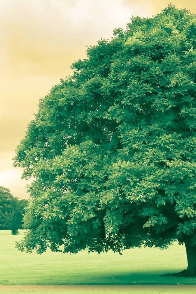 Зеленое ирландское дерево обои