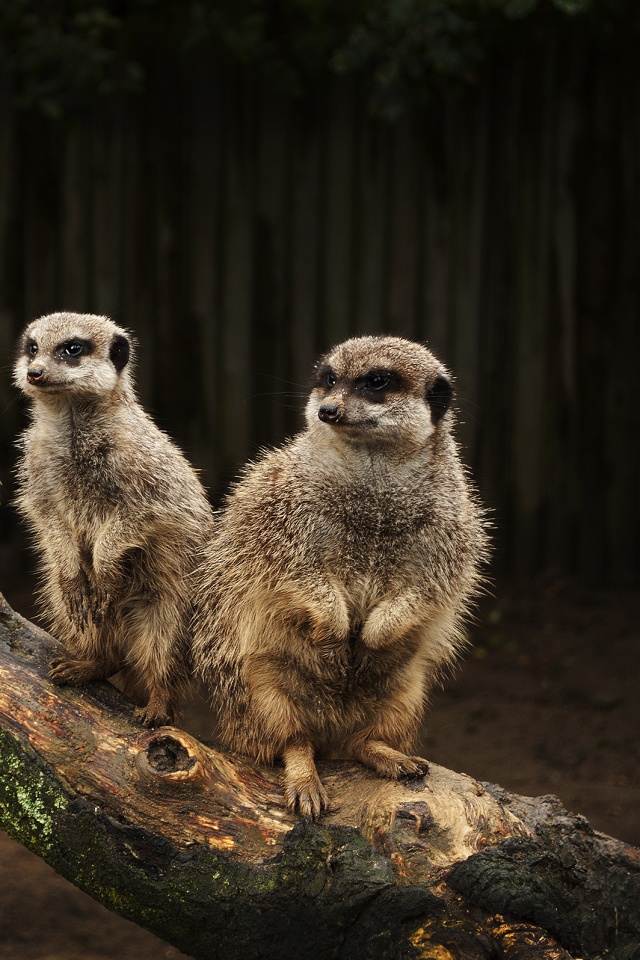 В дозоре обои