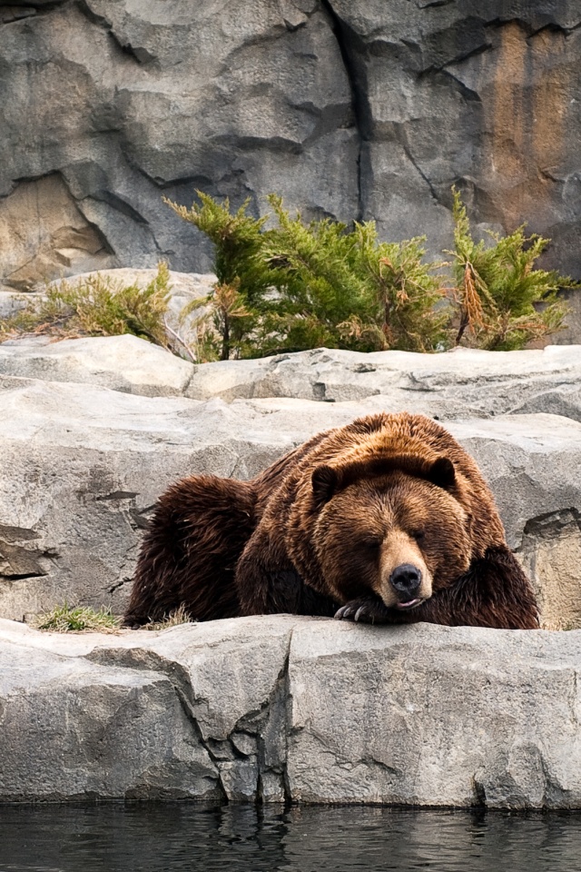 Медведь обои