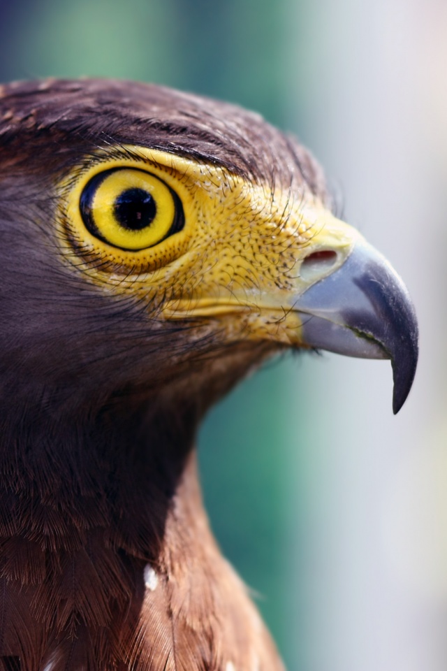 Взгляд орла обои