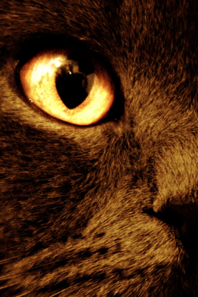 Черный кот с оранжевыми глазами обои