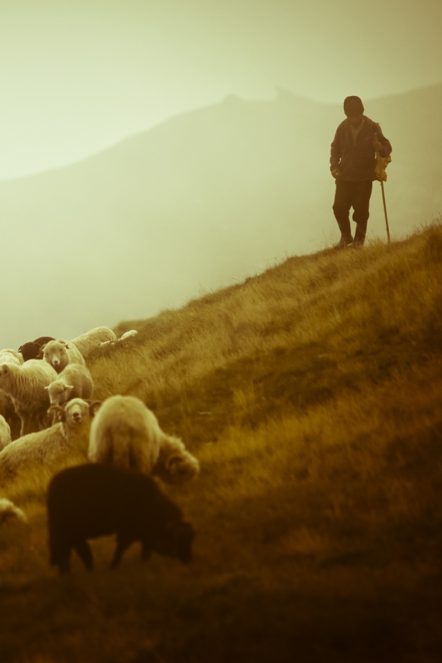 Пастух и стадо обои