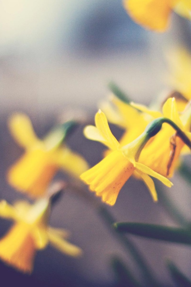 Нарциссы обои