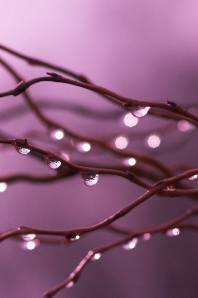 Капли на ветке обои