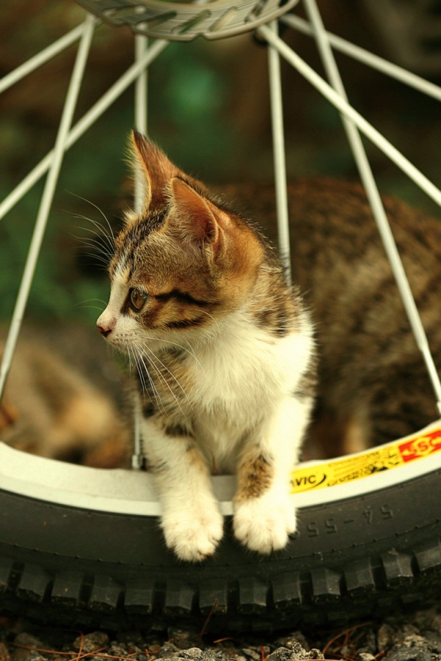 Маленький котенок обои