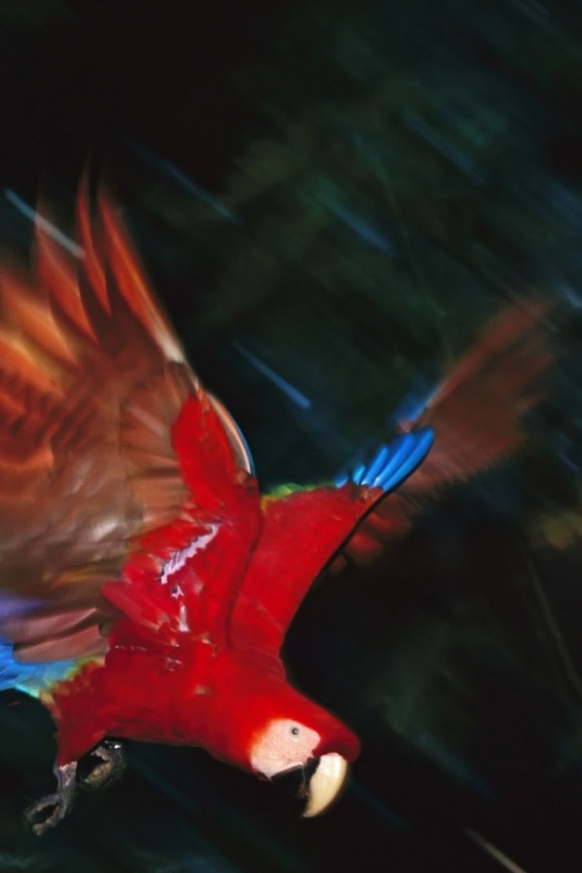 Рисованный ара обои