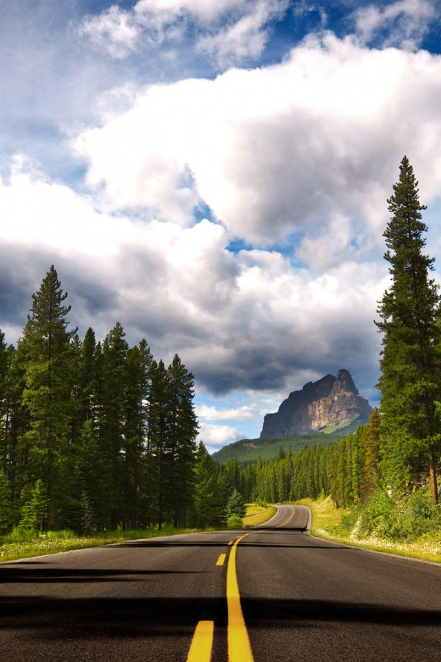 Красивая лесная дорога обои