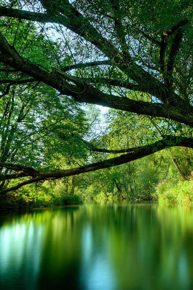 Спокойная лесная река обои