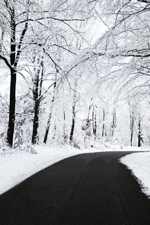Дорога в зимнем лесу обои
