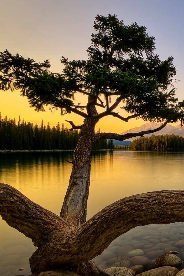 Дерево у горного озера обои