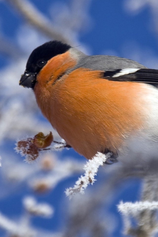 Снегирь на ветке обои