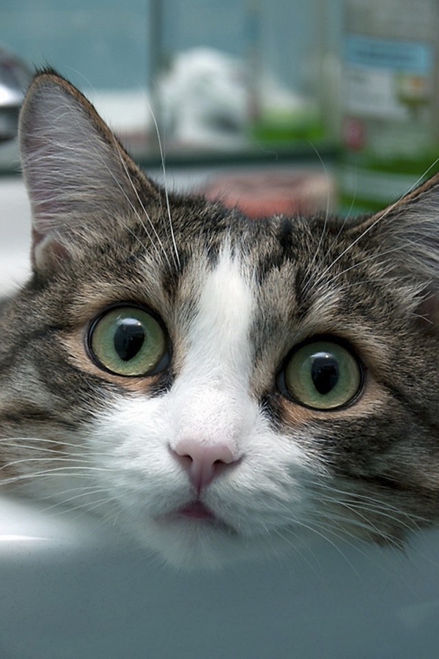 Кошак выглядывает из раковины обои