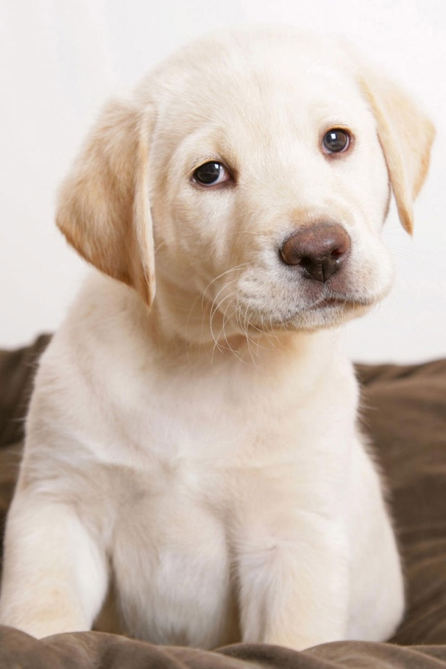 Маленький щеночек обои