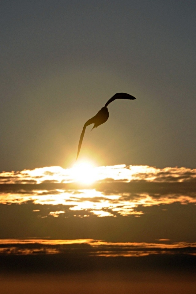 Морская чайка обои