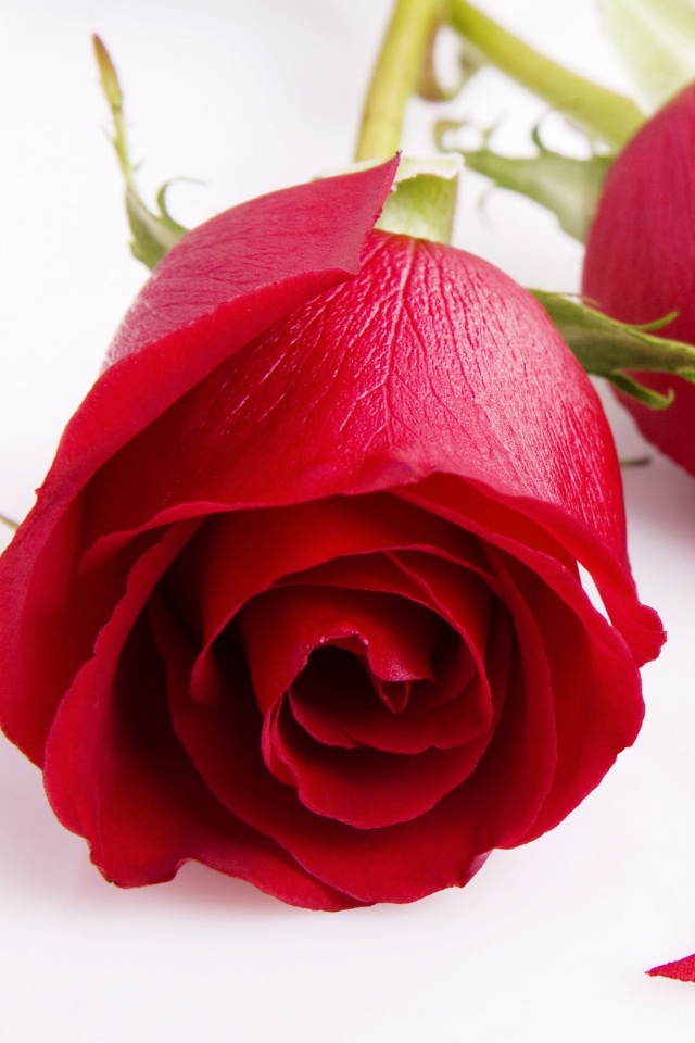 Две красные розы обои