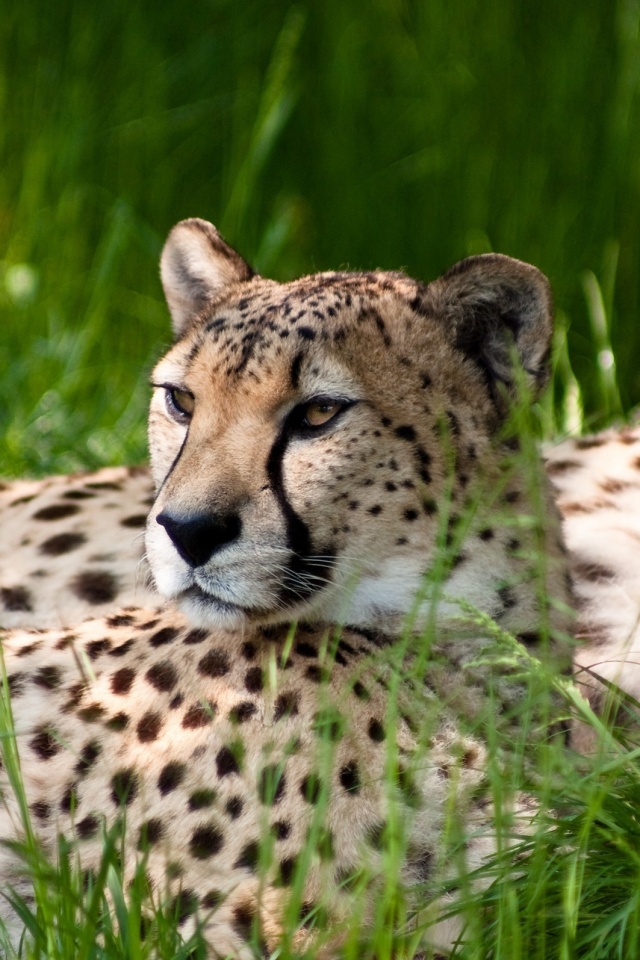 Два изящных гепард в природе обои