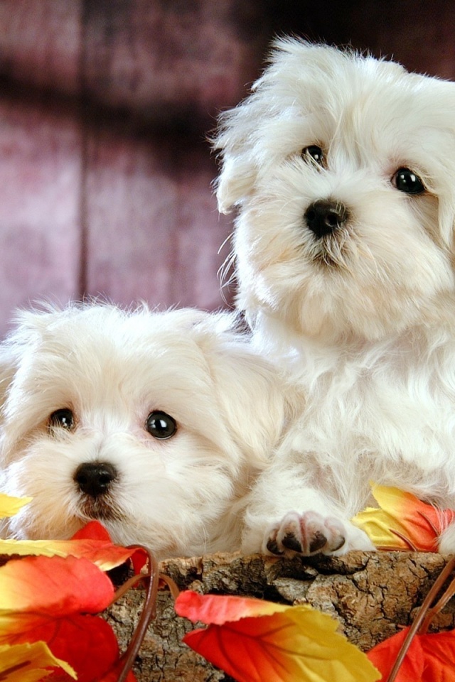 Два белых и пушистых пёсика  обои